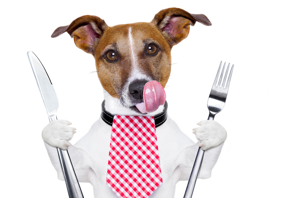 Are Dogs Allowed in Restaurants: 15 Pet-Friendly Dining Establishments
