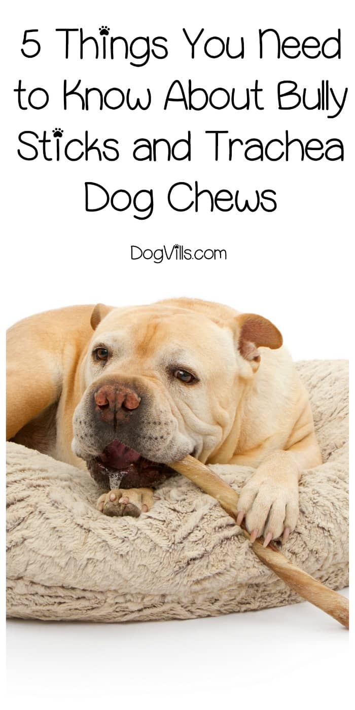 how should a puppy chew on a bully stick 5 things you need to about bully sticks and trachea chews dogvills how should a puppy chew on a bully stick 5 things you need to about bully sticks and trachea chews dogvills