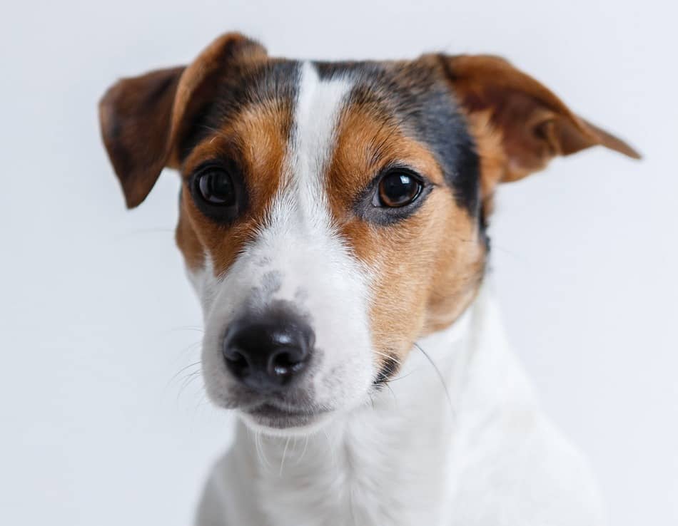 5 Easy Steps for Teaching Your Dog the "Stand" Command the Right Way