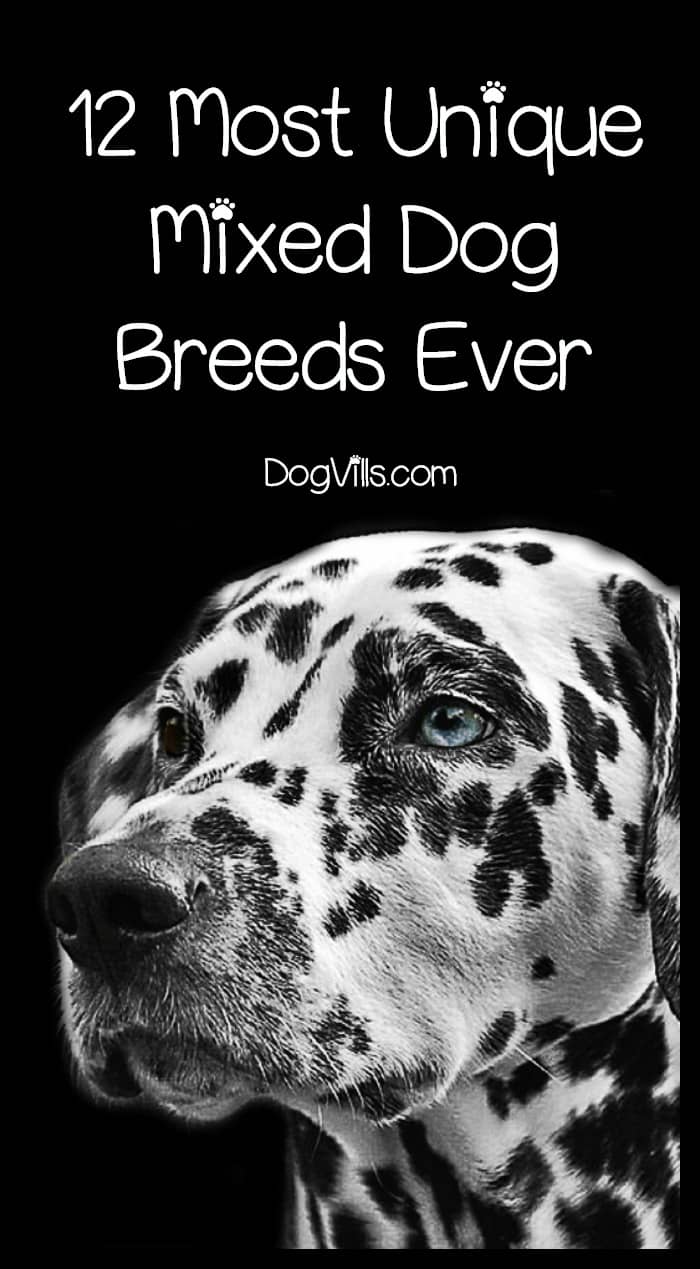 12 Most Unique Mixed Dog Breeds You've Ever Seen DogVills