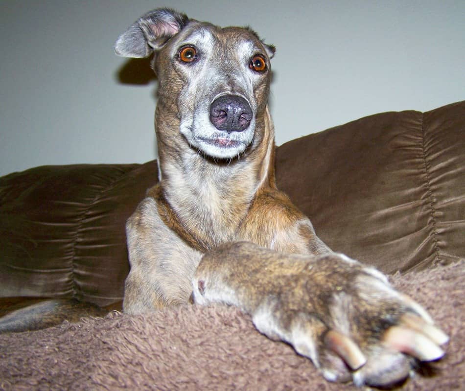 Couch Potato Pooch Can Dogs Actually See TV? DogVills