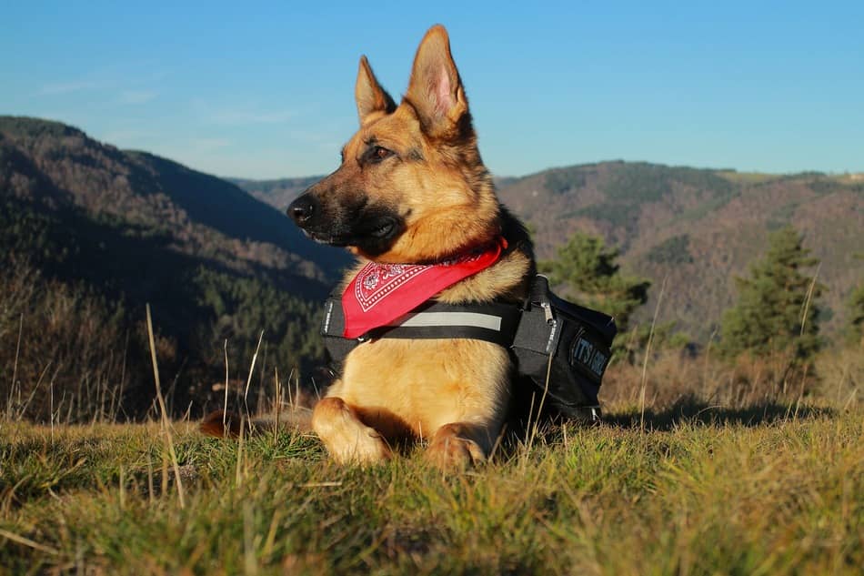 most loyal breed top 10 most loyal breeds that will never leave your side dogvills most loyal breed top 10 most loyal breeds that will never leave your side dogvills