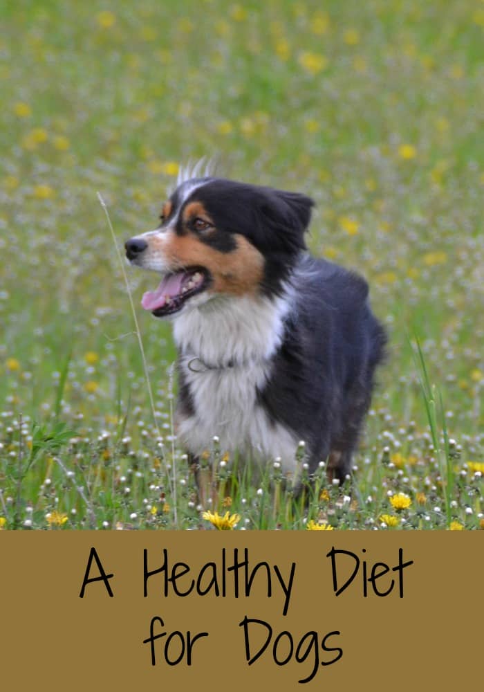 A Healthy Diet For Dogs DogVills a-healthy-diet-for-dogs-dogvills