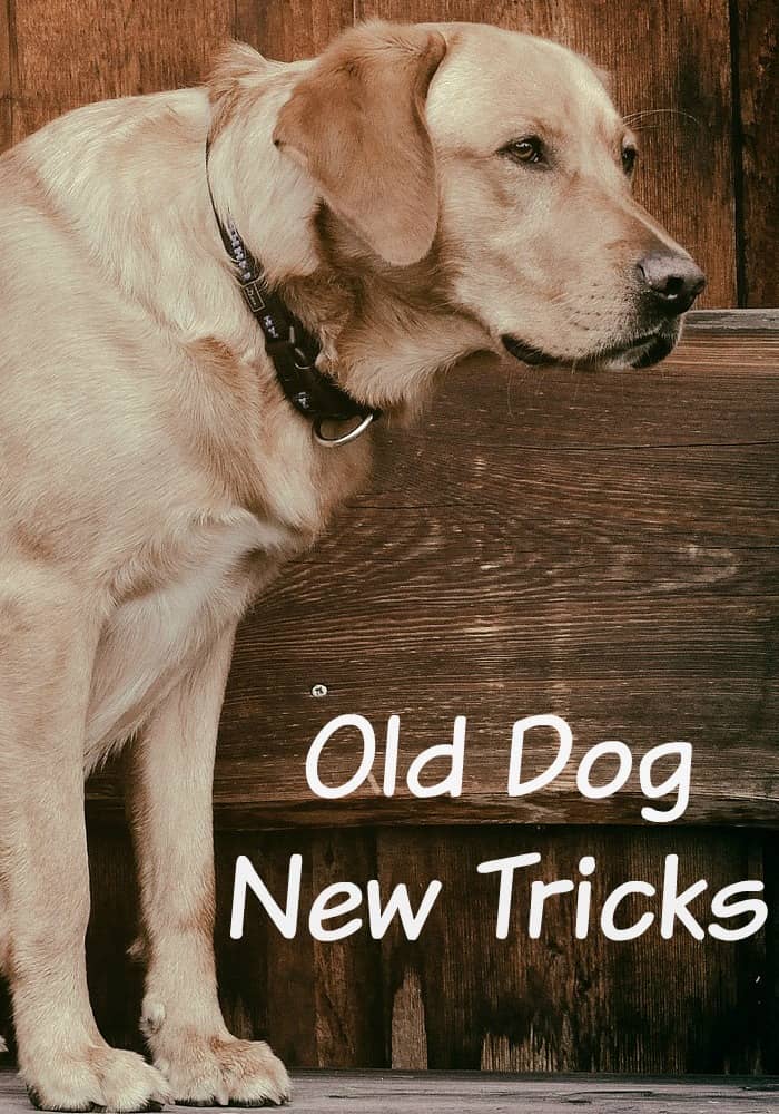Old Dog New Tricks DogVills