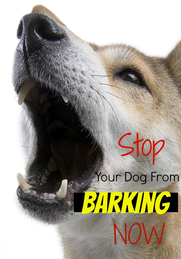 Stop Your Dog From Barking Now! DogVills