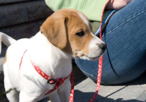 training tools for dog leash