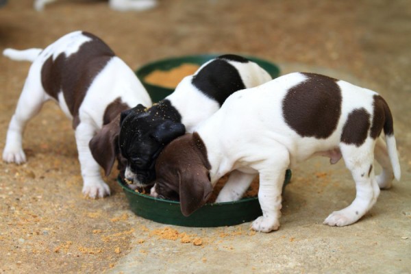 Dog Food Advice: Feeding Your Puppy or Dog