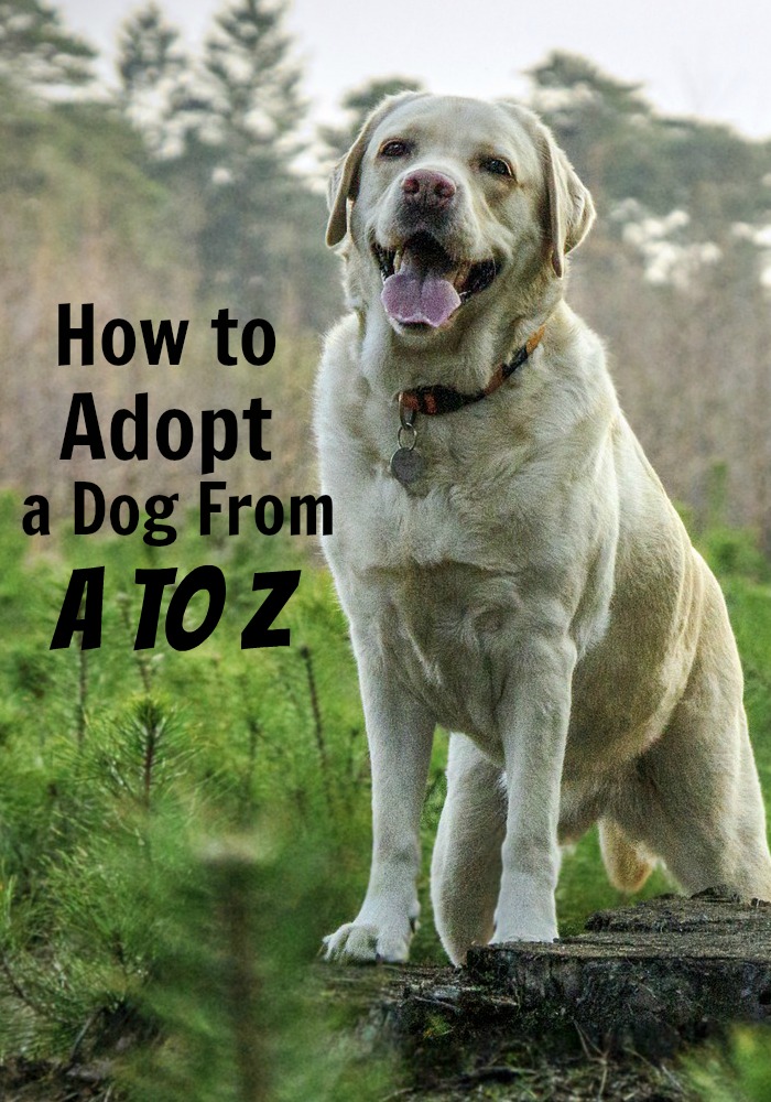 How to Adopt a Dog From A to Z DogVills