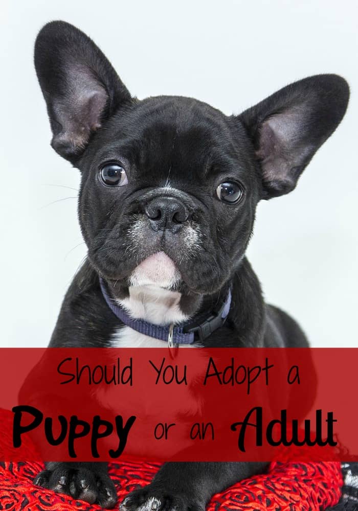 adopt a stuffed puppy