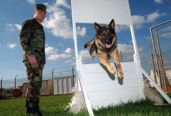 Agility Dog Training Tools