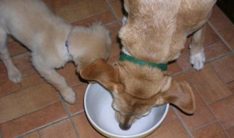 How to choose the best dry dog food for your dog's needs