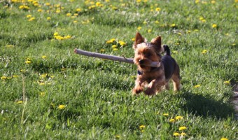 Tips for finding the best dog training schools