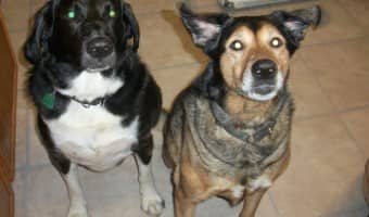 California Natural Grain-Free Dog Food Review