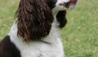 Benefits of Canned Dog Food| DogVills.com