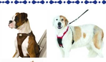 Tips for choosing the right dog harness for your dog training needs
