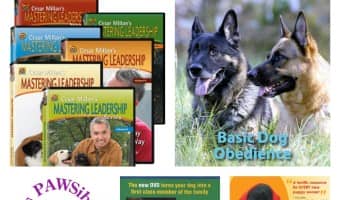 Best Dog Training DVDs for training your puppy | DogVills