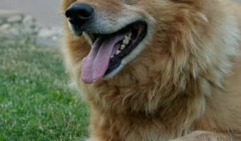 Tips for finding dogs for adoption in your area | DogVills.com