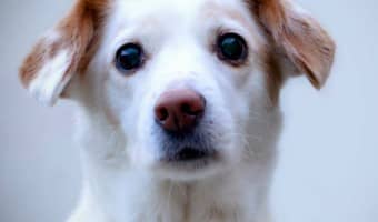 What is the best Dry Dog Food for Your Puppy? | DogVills.com