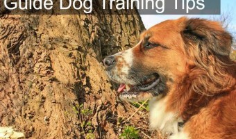 Guide dog training tips from DogVills.com