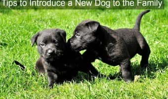 Tips to introduce a new dog to your family