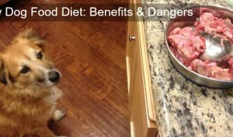 Raw Dog Food Diet: What are the benefits and dangers?