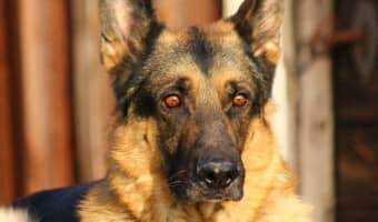 Is your dog right for service dog training? | DogVills