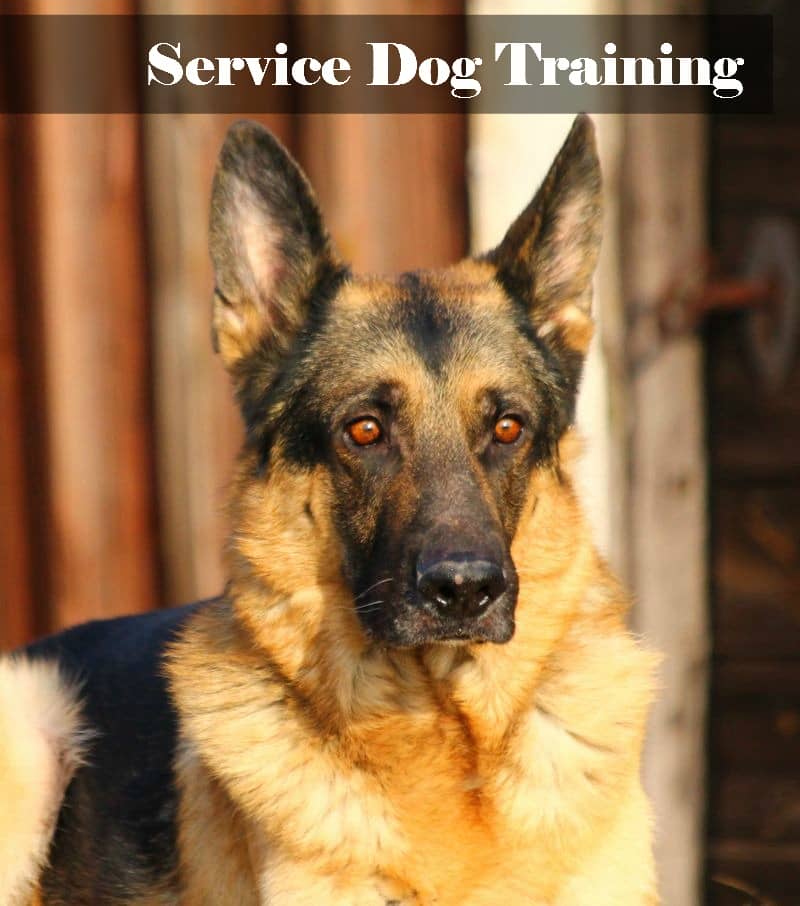 dog service training need dogs know dogvills puppy obedience trainer schedule