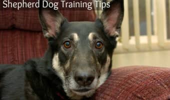 Shepherd dog training tips from DogVills.com
