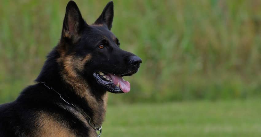 Things to remember about obedience training for dogsfb