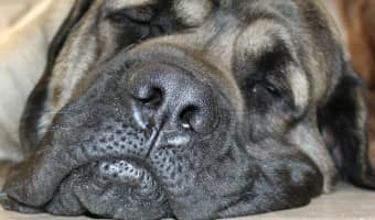 Should you consider dog health insurance? | DogVills
