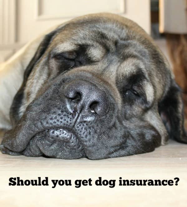 Should you consider dog health insurance? | DogVills