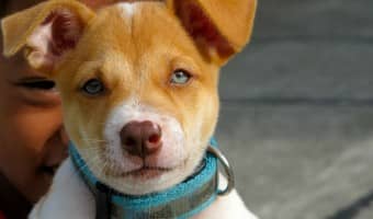 Dog Training Collars: Things to Consider when choosing