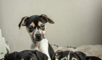 House Dog Training Tips | DogVills.com