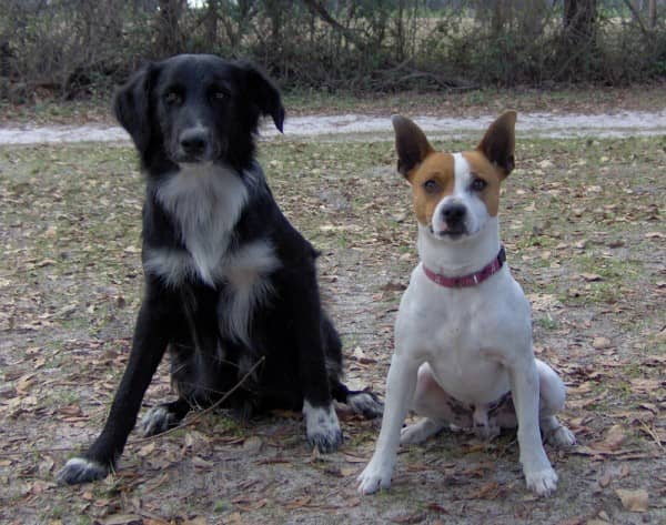 Obedience training for dogs