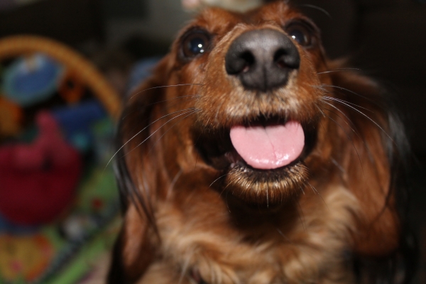 America's Top 50 Favorite Dog Breeds: Dachsund