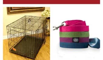 5 Dog Training Equipment Items You Need Now! | DogVills.com