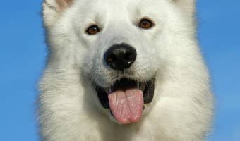 Arguments against Dog Training Clickers