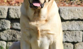 What is Electronic Dog Training? | DogVills.com