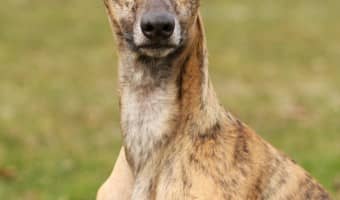 Watch free dog training videos online
