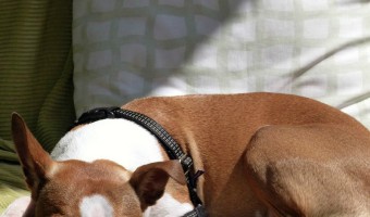 Five Advantages of Online Dog Training | DogVills.com