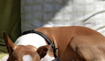 Five Advantages of Online Dog Training | DogVills.com