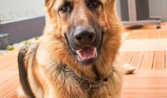 Search Dog Training: Five Traits Your Dog Needs to Have | DogVills.com