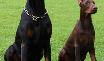 How to get your dog training certification