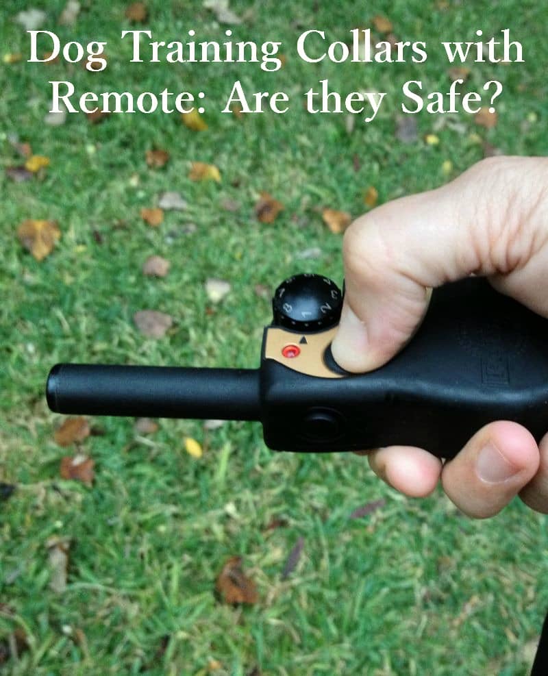 Dog training collars with remote: Are they Safe? | DogVills.com