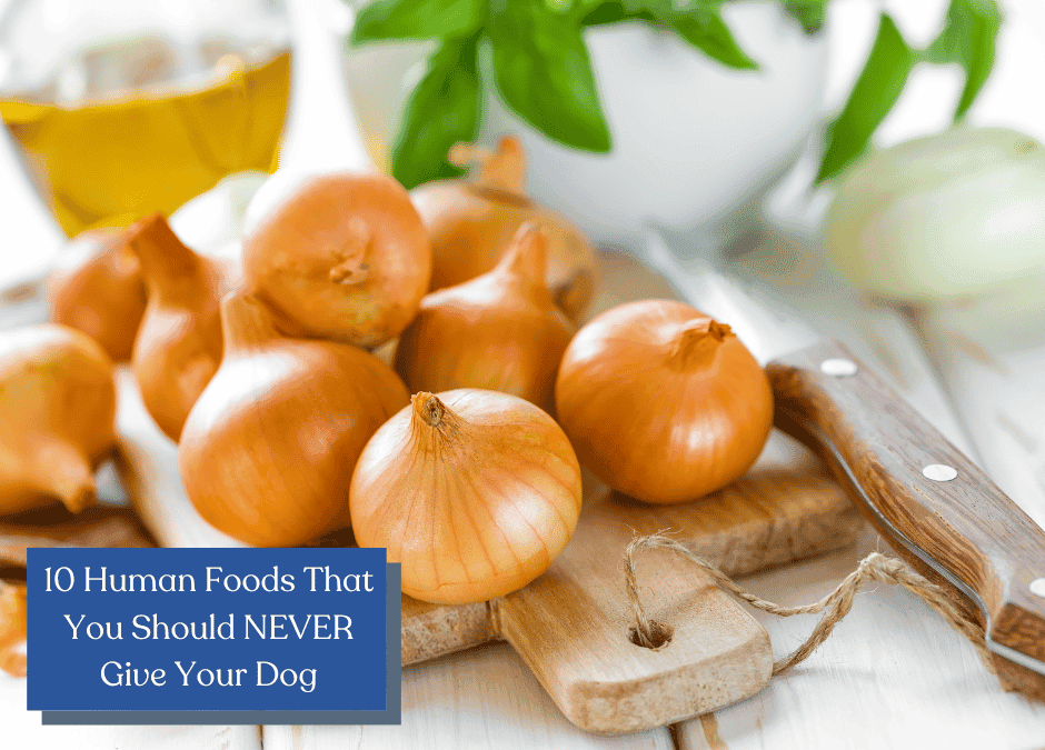 Dog Food Safety 5 Things You Should NEVER Give Your Dog