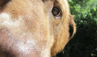 Home Dog Training Tips for Beginners| DogVills.com
