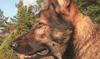 Protection Dog Training: What You Need to Know | DogVills.com