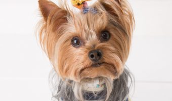 Wondering which of the small dog breeds are best for families with kids? Take a look at our list and adopt your new family friend today!