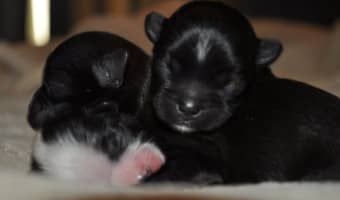 Wordless Wednesday: Puppy Love| DogVills.com