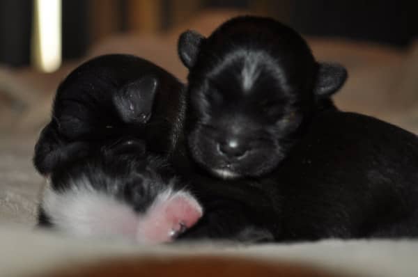 Do you look at your new puppy and wonder how long do puppies grow? As much as we'd love them to stay little forever, they're not Peter Pan! Find out when you can expect your pup to stop growing. 